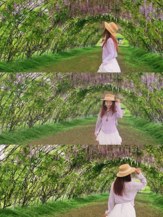 Spring exchange! Finally caught the wisteria blooming season!