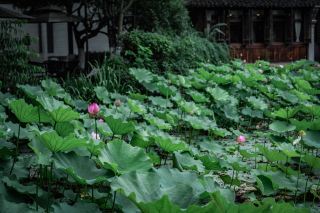 Dragon Boat Festival with Kids in Wuzhen｜Lotus Viewing + Water Wading + Dragon Boat All-in-One