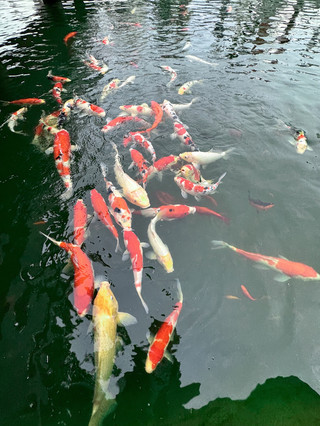 Compared to Shanghai, I prefer Suzhou—the true Jiangnan on the water.