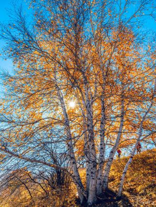 Luo Bu Lake in Southern Xinjiang | Water-dwelling poplars in the desert, an autumn photography spot away from the crowds