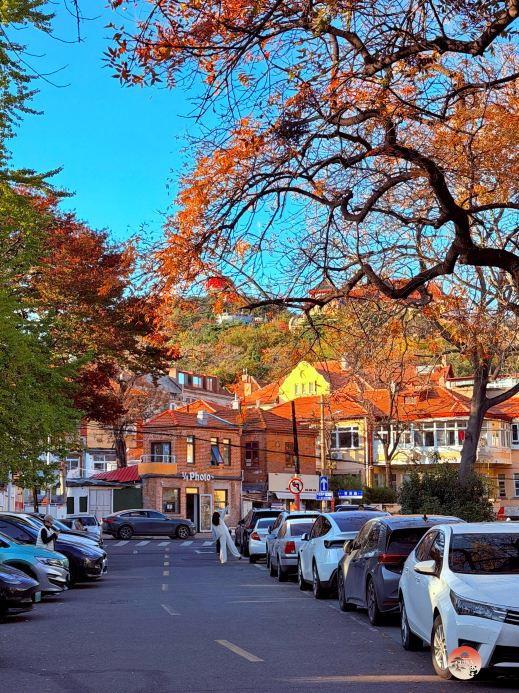 Qingdao kini memasuki musim gugur terindah sepanjang tahun! 🍁💛