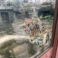 通天閣とサバンナの野生動物が一緒に楽しめる　天王寺動物園