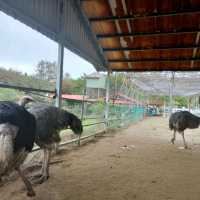 媲美動物園的台灣山豬城