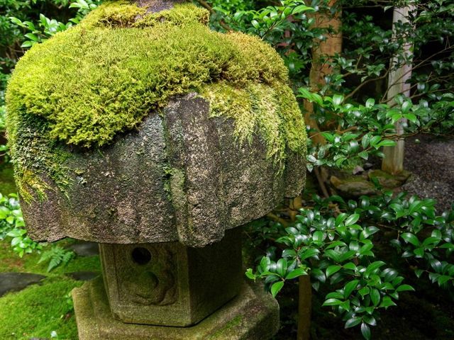 【京都市】紅葉だけでなく青葉も見事🌿