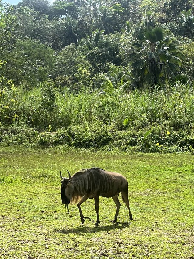 Animal Encounter at Cebu Safari