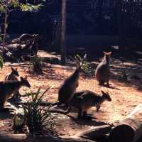 Koala Park Sanctuary Sydney @ West Pennant 🇦🇺