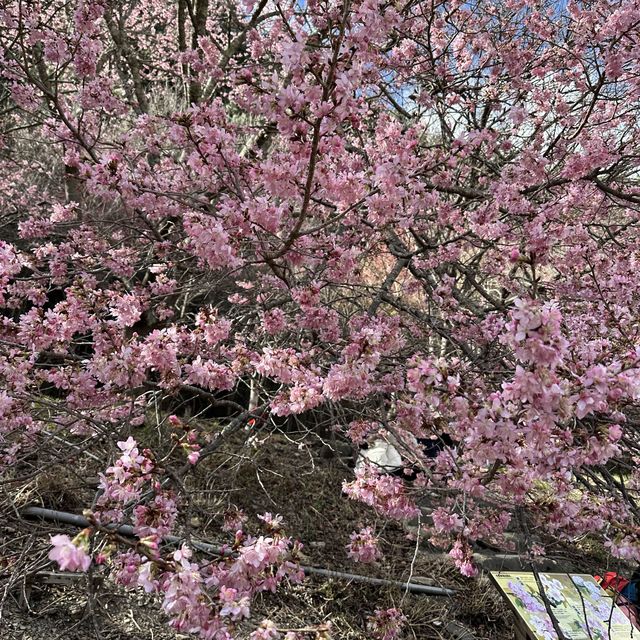 Cherry Blossom at Wu Ling Farm