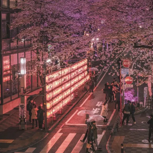 예쁜 벚꽃 라이트업이 있는 도쿄 시부야 사쿠라가오카 