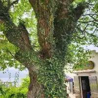 西貢鹽田梓文化與自然結合