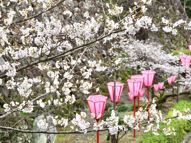 【高知市】日本百名城の春🌸