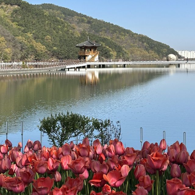 튤립맛집 대구 필수 여행코스🌷