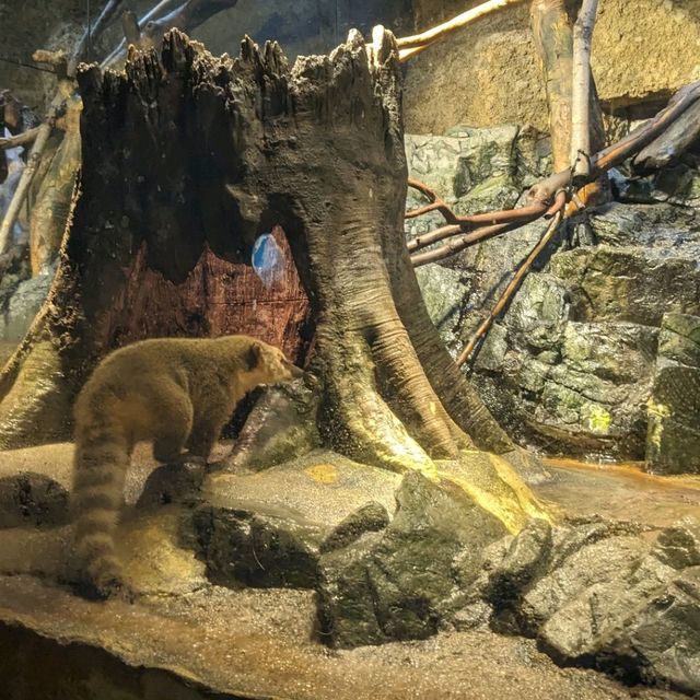 【巨大水槽を浅瀬から深層まで眺める】水族館