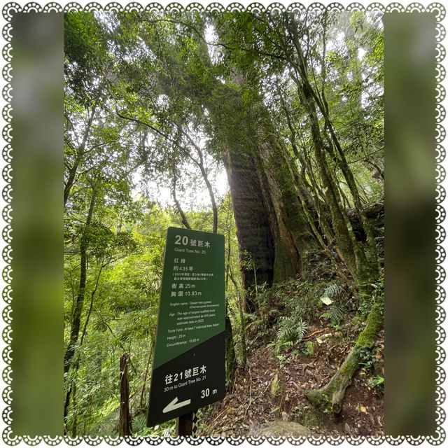 （桃園/復興）享受芬多精的洗禮-拉拉山神木群步道