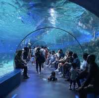 マニラ観光！！🐟