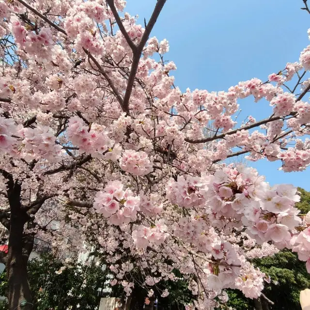 東京超強賞櫻景點上野恩賜公園，每年3月下旬至4月必訪行程。