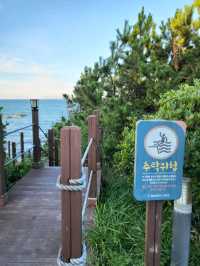 소나무와 바다가 아름답게 조화로운 울산 송정공원🌲