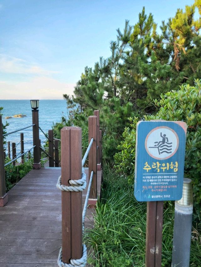 소나무와 바다가 아름답게 조화로운 울산 송정공원🌲