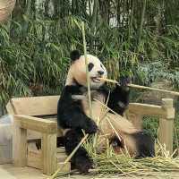 앞으로 에버랜드 푸바오 가족 5분만 볼 수 있다🐼