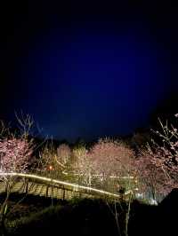 嘉義｜阿里山⛰️櫻花季必來景點🌸附夜櫻及奮起湖必吃小吃🔥