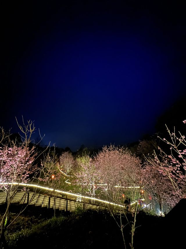 嘉義｜阿里山⛰️櫻花季必來景點🌸附夜櫻及奮起湖必吃小吃🔥
