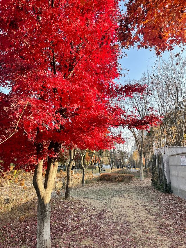 서울 단풍명소, 연남동 연트럴파크