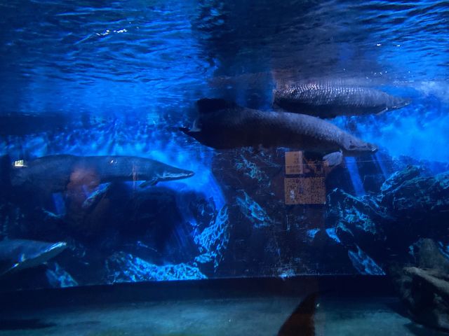 바다생물의 영롱함🐳🐬🪼[코엑스 아쿠아리움]