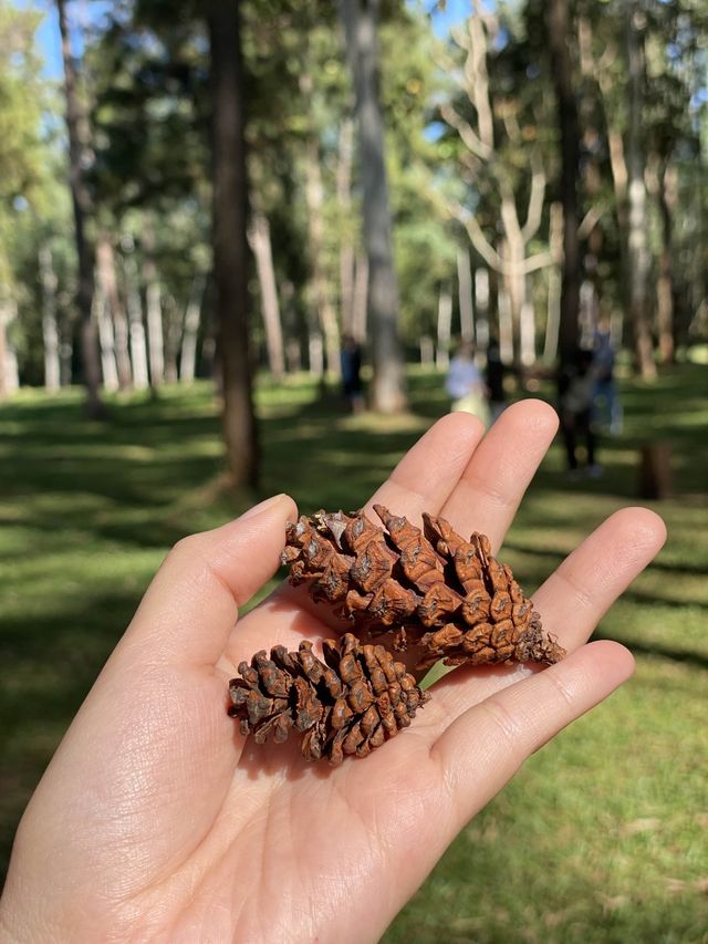 สวนสนแม่แตง 🌲✨