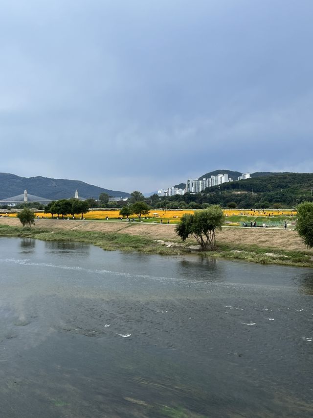 대구 역대급 코스모스 밭💖