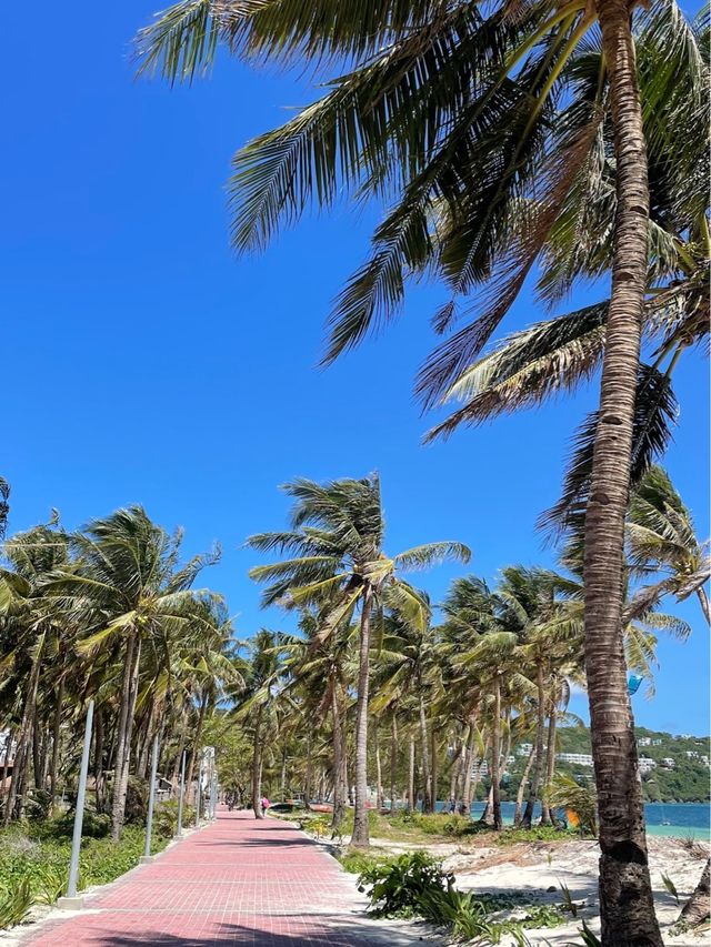 Leaning Coconut Tree