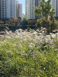 파주 강아지와 산책하고 피크닉 하기 좋은 운정호수공원⛲️