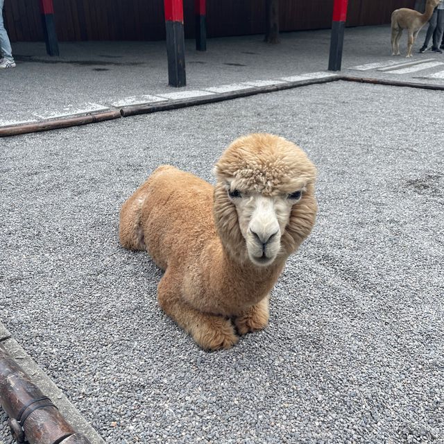 Zhang Mei AMA’s Farm 🦙🦘🦢🐑🐐