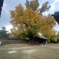 Ginko Tree at Sungkyunkwan Seoul