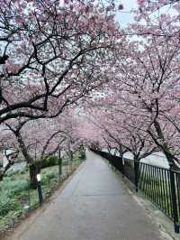 伊豆🇯🇵河津櫻· 最早的櫻花！🌸千萬不能錯過！
