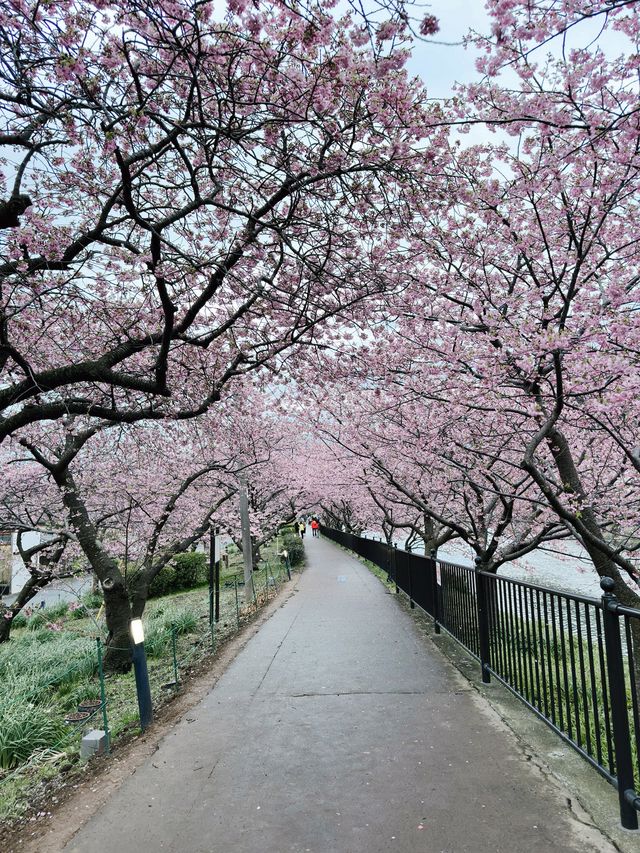 伊豆🇯🇵河津櫻· 最早的櫻花！🌸千萬不能錯過！