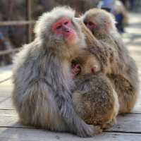 Snow monkey cutness overload