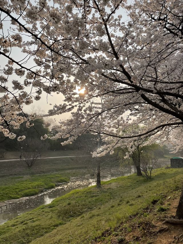 벚꽃 맛집 올림픽공원🌸