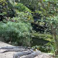 Kuranda your way to the railway!