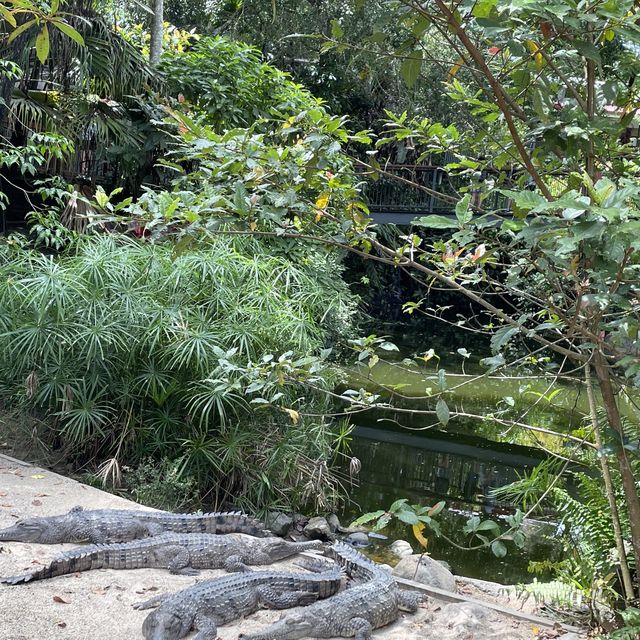 Kuranda your way to the railway!