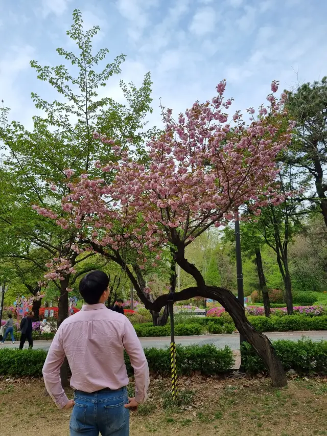 겹벚꽃과 꽃사과나무 군락지, 어린이대공원👍