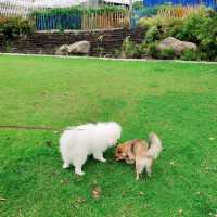 Mega Park สวนสาธารณะสำหรับคนรักน้องหมา | เข้าฟรี!