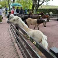 親親大動物 - 九州自然動物園