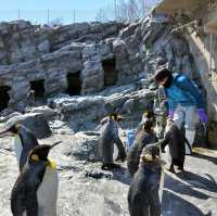 Asahiyama Zoo Outing