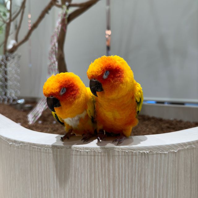 可愛い動物たちと出会う場所→ソラマチにある
