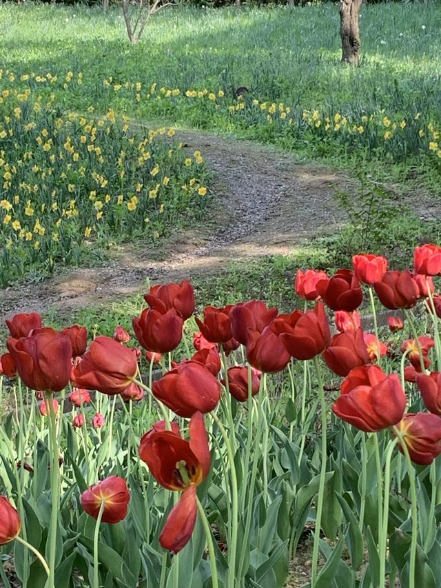 튤립, 수선화를 한 곳에서 만나볼 수 있는 아산 피나클랜드 🌷