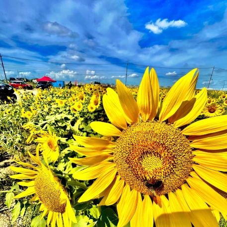 ニナファーム sun Niimi Farm Sunflower Field | Trip.com Hekinan