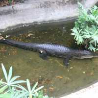 Wildlife of Saigon Zoo and Botanical Garden