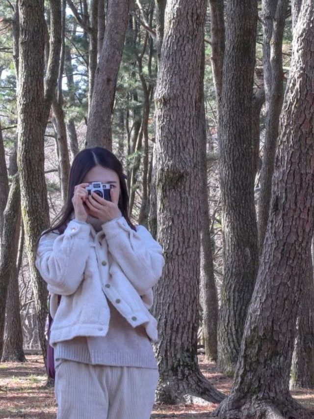 멋지고 울창한 숲을 원한다면 절물오름