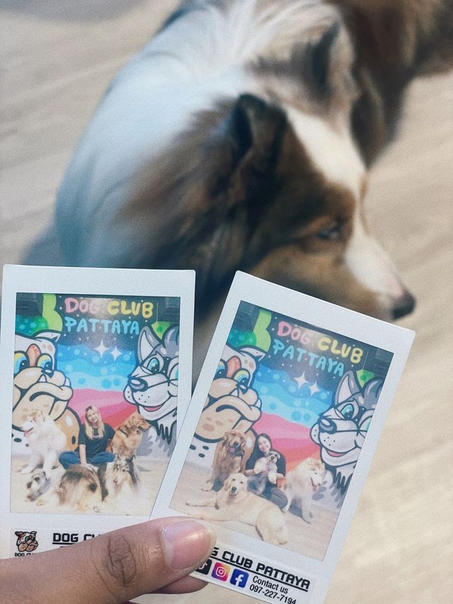 DOG CLUB คาเฟ่น้องหมาสุดไนซ์ที่พัทยา 🐶