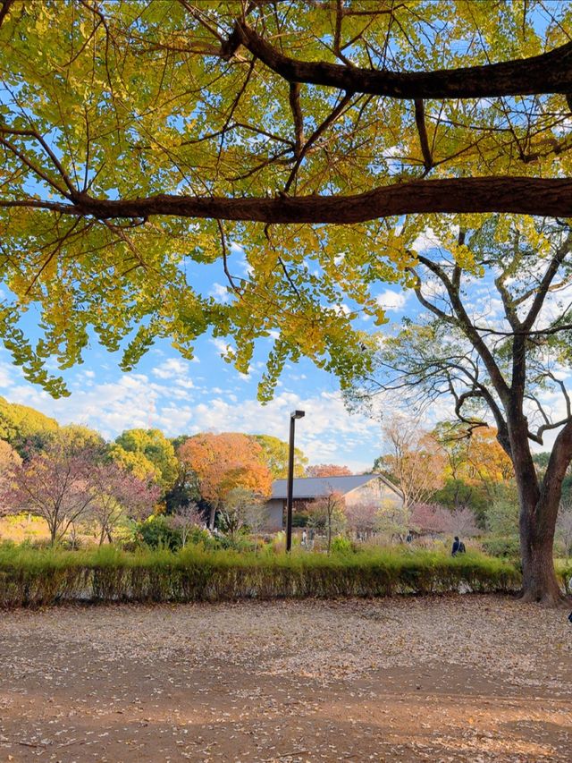 この時期におすすめ🧡秋ピクニックもうした？☺️🍁🍂🧺【東京・代々木公園】