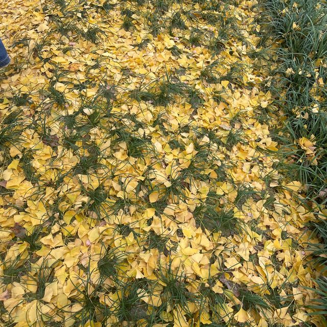 Free Park in Seoul during Autumn for 🍁🍂